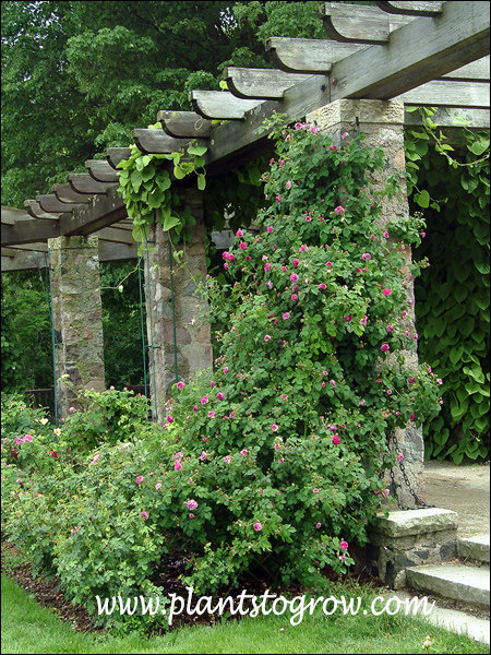 Climbing up the cement post of the old pergola in the rose garden area.